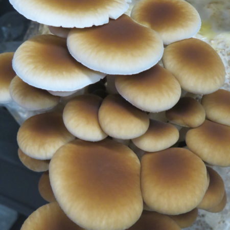 Pioppino - Agrocybe aegerita