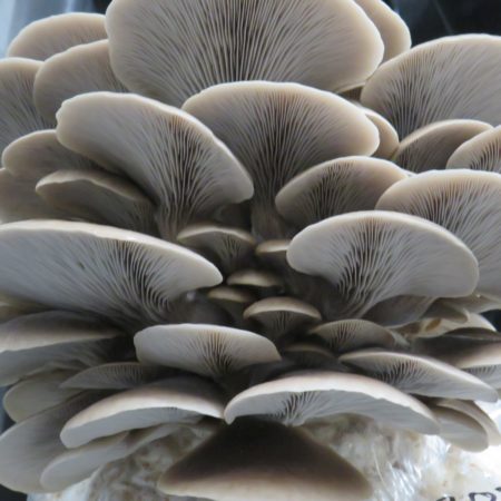 Gray oyster - Pleurotus ostreatus