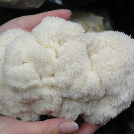 Lion's mane - Hericium erinaceus