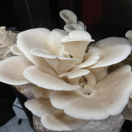 Elm oysters - Hypsizygus ulmarius