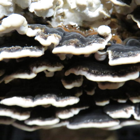 Turkey tail - Trametes versicolor