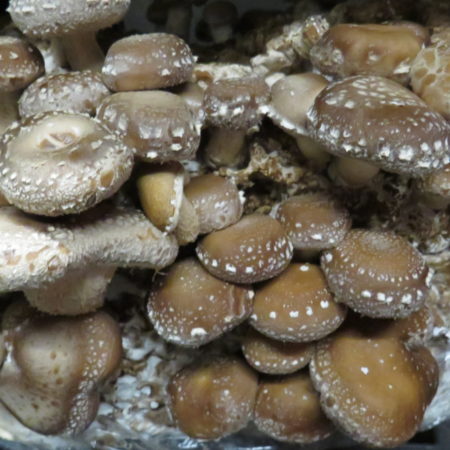 Shiitake - Lentinula edodes