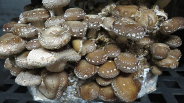 Shiitake - Lentinula edodes