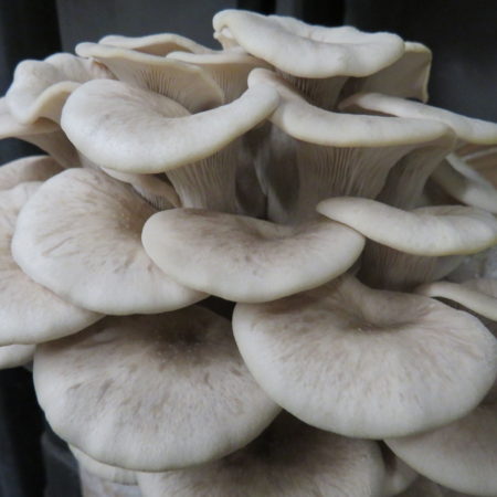 Tarragon oyster - Pleurotus eunosmus